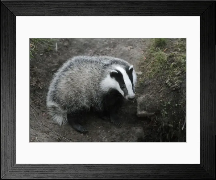 Framed Print : Badger - cub at den entrance - Hessen - Germany Framed Print : Badger - cub at den entrance - Hessen - Germany