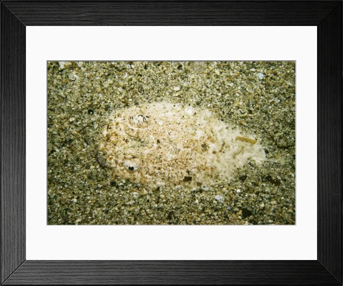 Framed Print : Stargazer - on sea bed - Indonesia Framed Print : Stargazer - on sea bed - Indonesia
