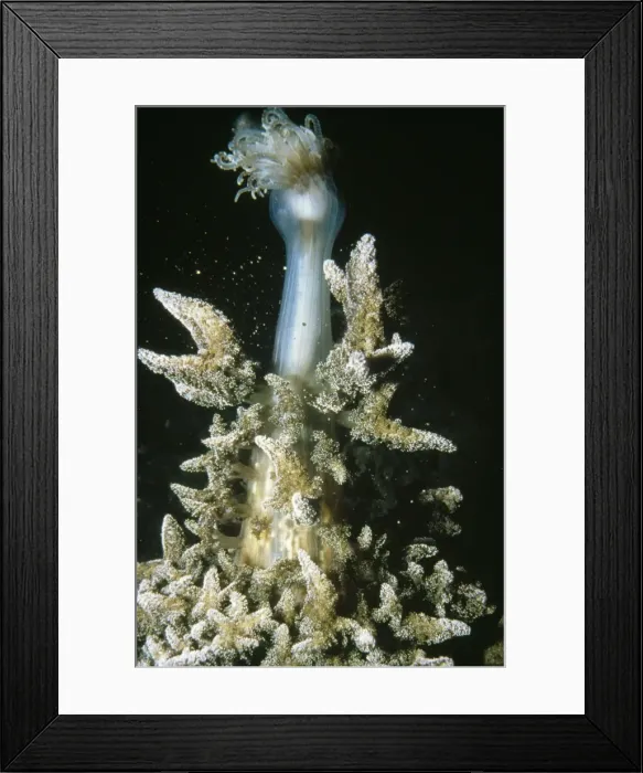 Framed Print : Branching Anemone - releasing eggs Framed Print : Branching Anemone - releasing eggs