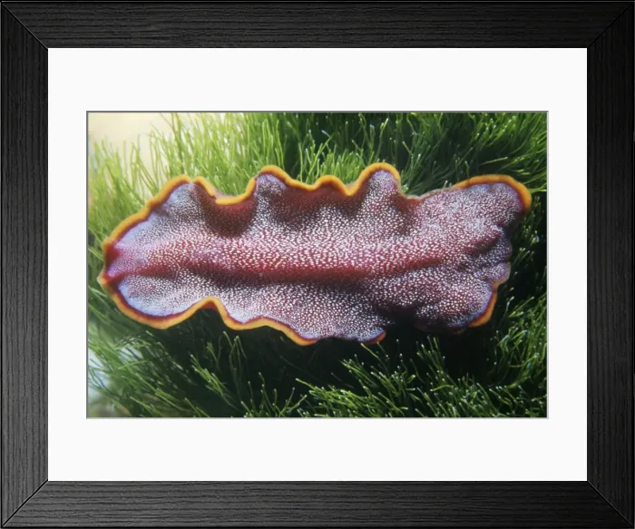 Framed Print : Flat Worm - Great Barrier Reef Framed Print : Flat Worm - Great Barrier Reef