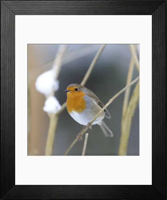 Framed Print : BIRD. Robin Framed Print : BIRD. Robin