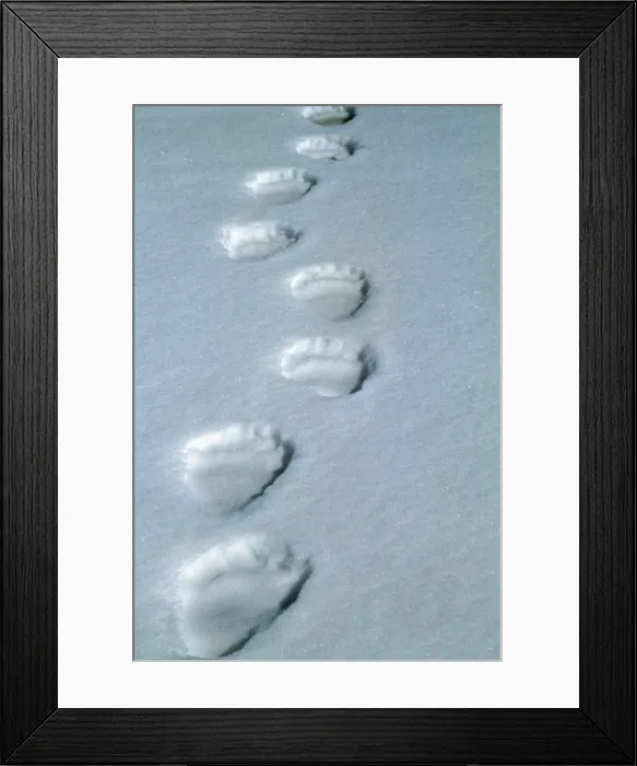 Framed Print : Polar Bear tracks Framed Print : Polar Bear tracks