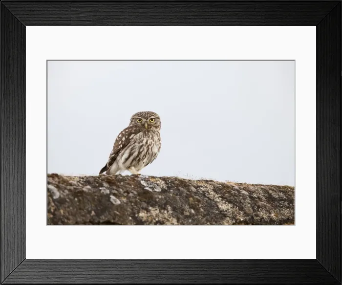 Framed Print : Little Owl - adult perching on a wall - Southern Spain