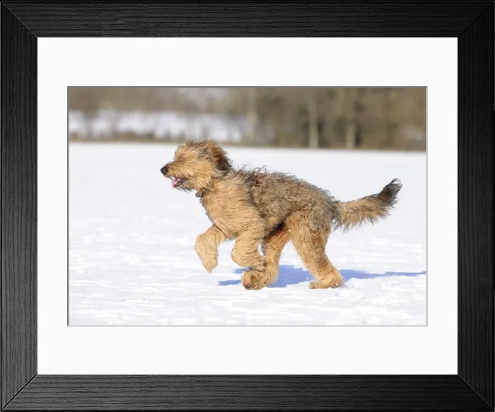 Framed Print : DOG. Briard running through the snow Framed Print : DOG. Briard running through the snow