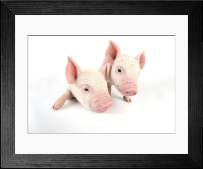 Framed Print : Pig. Middle White piglet Framed Print : Pig. Middle White piglet