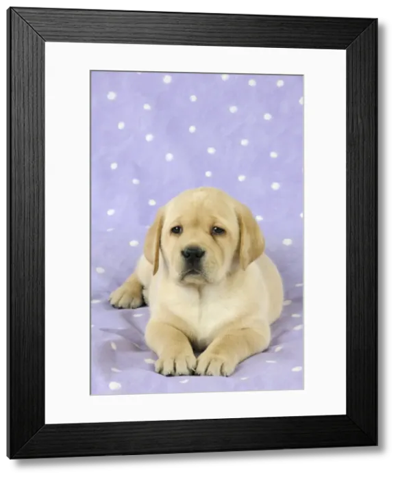 Framed Print : DOG. Yellow labrador puppy laying down Framed Print : DOG. Yellow labrador puppy laying down