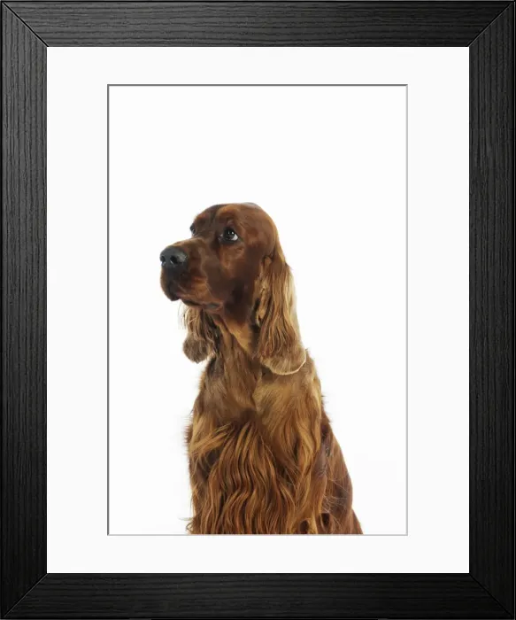 Framed Print : DOG. Irish setter head shot Framed Print : DOG. Irish setter head shot