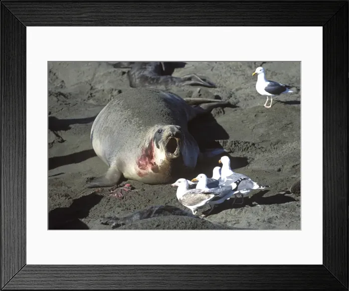 Framed Print : Northern Elephant Seal - female trying to chase away the gulls which want to eat the placenta after she just gave birth - Piedras Blancas colony - California coast - North America - Pacific Ocean Framed Print : Northern Elephant Seal - female trying to chase away the gulls which want to eat the placenta after she just gave birth - Piedras Blancas colony - California coast - North America - Pacific Ocean