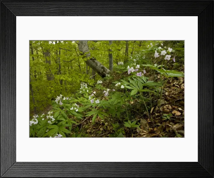 Framed Print : Seven-leaved bittercress (Cardamine heptaphylla) in montane beech forest (Fagus sylvatica) on Mont Aigoual, Cevennes, France Framed Print : Seven-leaved bittercress (Cardamine heptaphylla) in montane beech forest (Fagus sylvatica) on Mont Aigoual, Cevennes, France
