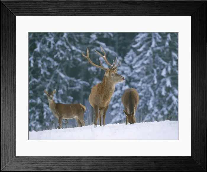 Framed Print : Red Deer - in snow Framed Print : Red Deer - in snow