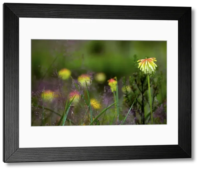 Framed Print : Endemic Plants - Tanzania - Africa - Kitulo Natural Park is home to 40 different species of orchids and is the largest and probably most important plateau grassland in East Africa Framed Print : Endemic Plants - Tanzania - Africa - Kitulo Natural Park is home to 40 different species of orchids and is the largest and probably most important plateau grassland in East Africa