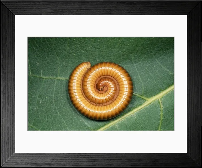 Framed Print : African Oive Millipede Framed Print : African Oive Millipede