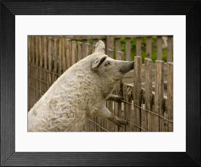 Framed Print : Blonde Mangalica Wooly pig; rare breed in the Hortobagy National Park, east Hungary Framed Print : Blonde Mangalica Wooly pig; rare breed in the Hortobagy National Park, east Hungary