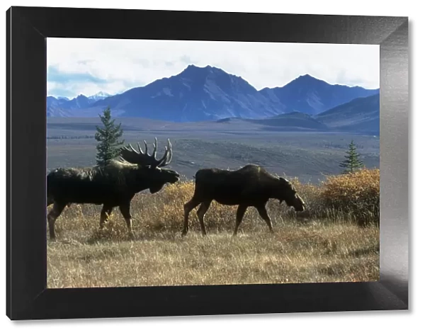 Moose - bull courting cow in taiga - Denali National Park - Alaska