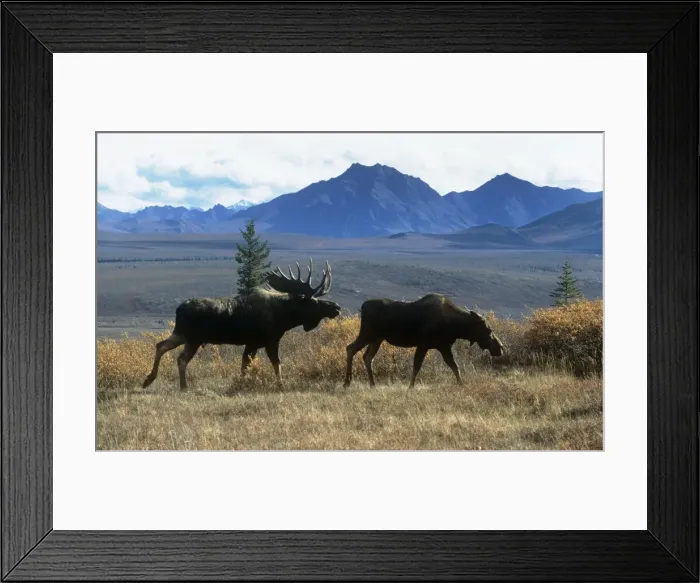 Framed Print : Moose - bull courting cow in taiga - Denali National Park - Alaska Framed Print : Moose - bull courting cow in taiga - Denali National Park - Alaska