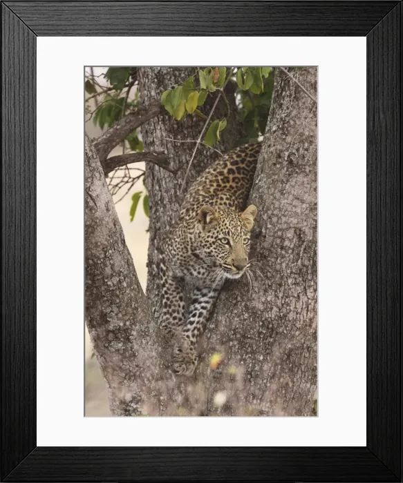 Framed Print : Leopard - in a tree - Maasai Mara - Kenya Framed Print : Leopard - in a tree - Maasai Mara - Kenya