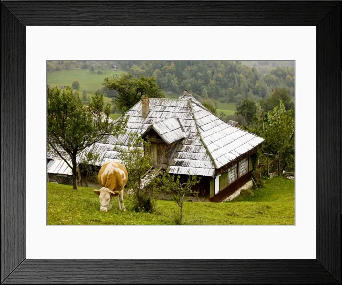 Framed Print : Cow and snowy house in Magura village, Piatra Craiulu mountains, Romania Framed Print : Cow and snowy house in Magura village, Piatra Craiulu mountains, Romania