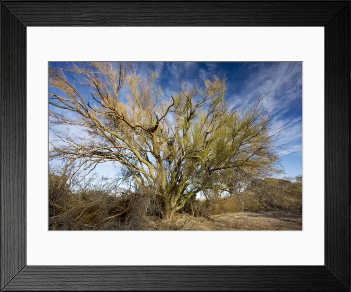 Framed Print : Blue Palo Verde bush Parkinsonia florida in Saguaro National Park, Arizona Framed Print : Blue Palo Verde bush Parkinsonia florida in Saguaro National Park, Arizona