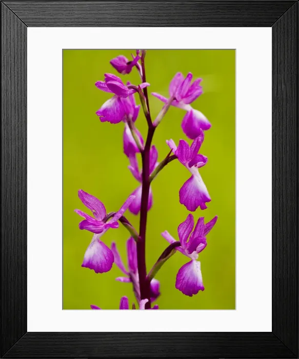 Framed Print : Loose-flowered orchid, or Lax-flowered Orchid (Orchis laxiflora) in wet meadow, Dordogne, France Framed Print : Loose-flowered orchid, or Lax-flowered Orchid (Orchis laxiflora) in wet meadow, Dordogne, France