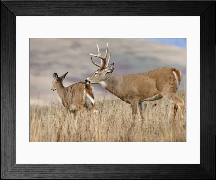 Framed Print : White-tailed Deer - buck with doe during late fall rut - November - Rocky Mountains - Montana - USA _DSC8090 Framed Print : White-tailed Deer - buck with doe during late fall rut - November - Rocky Mountains - Montana - USA _DSC8090
