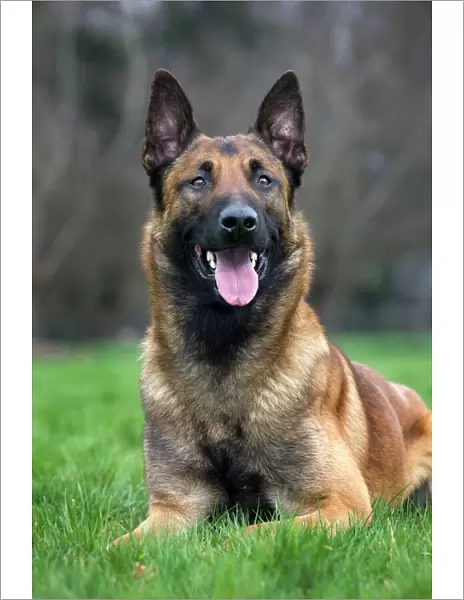 Malinois  /  Belgian Shepherd Dog