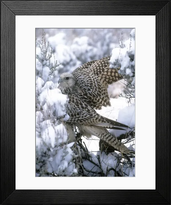 Framed Print : Gyr Falcon - in snow Framed Print : Gyr Falcon - in snow