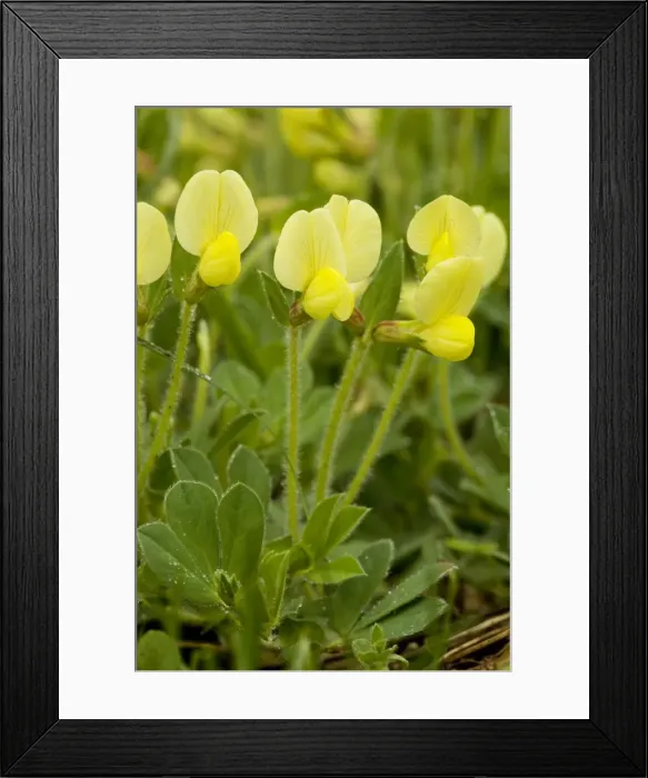 Framed Print : Dragon's teeth (Tetragonolobus maritimus); very rare in UK, on limestone Framed Print : Dragon's teeth (Tetragonolobus maritimus); very rare in UK, on limestone