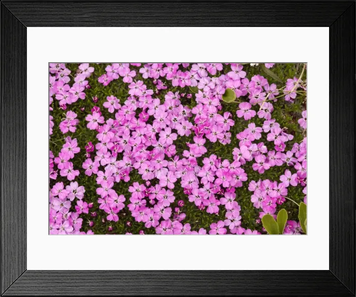 Framed Print : Moss campion (Silene acaulis); beautiful alpine tussock plant; uncommon in UK Framed Print : Moss campion (Silene acaulis); beautiful alpine tussock plant; uncommon in UK
