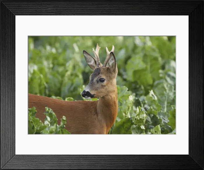Framed Print : Roe Deer - young buck - Germany Framed Print : Roe Deer - young buck - Germany
