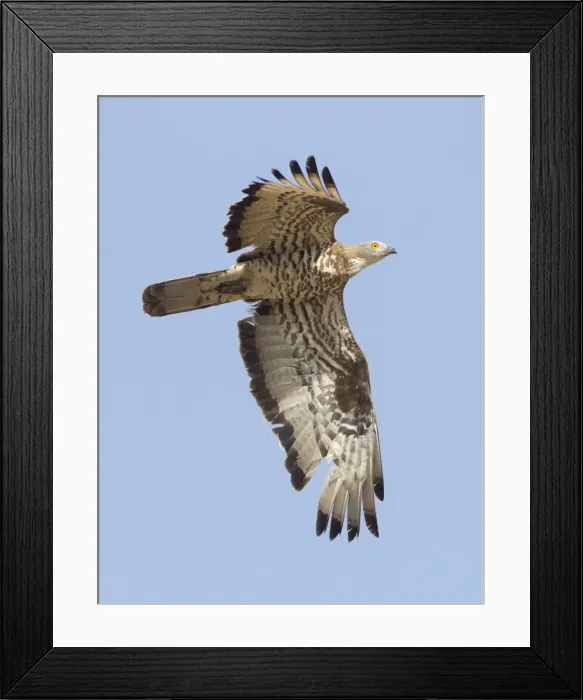 Framed Print : European Honey Buzzard - adult male in flight - on migration across the straits of Gibralter to Africa - September Framed Print : European Honey Buzzard - adult male in flight - on migration across the straits of Gibralter to Africa - September