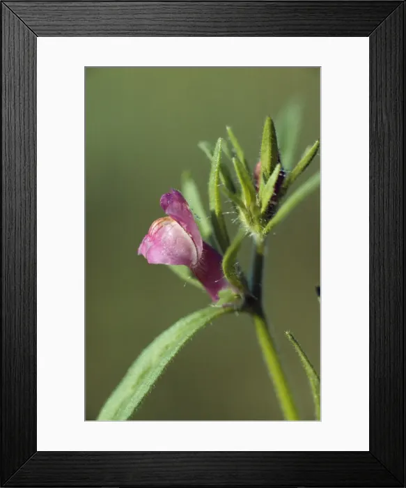 Framed Print : Weasel Snout - Arable weed. Dorset, UK Framed Print : Weasel Snout - Arable weed. Dorset, UK