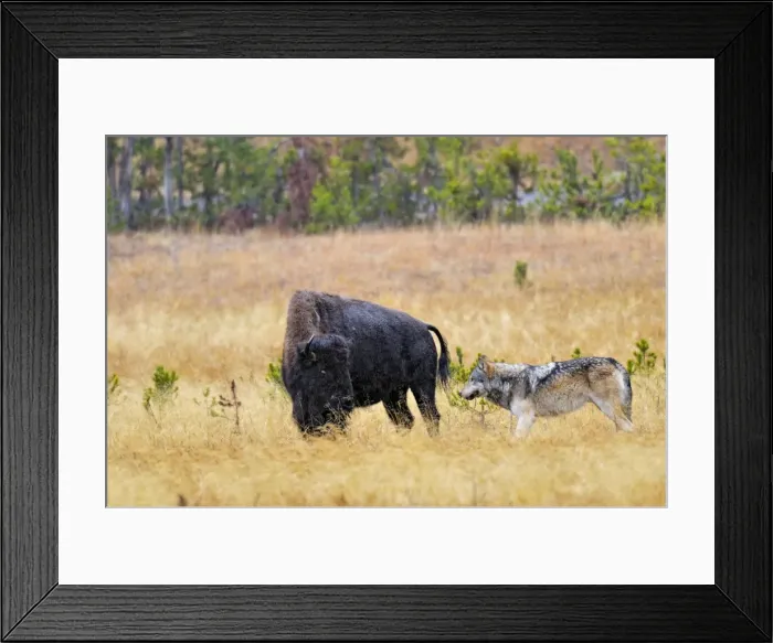 Framed Print : Wild Grey Wolf - trying to take down a Bison cow - Autumn - Yellowstone National Park - Wyoming - USA _D3D3157 Framed Print : Wild Grey Wolf - trying to take down a Bison cow - Autumn - Yellowstone National Park - Wyoming - USA _D3D3157