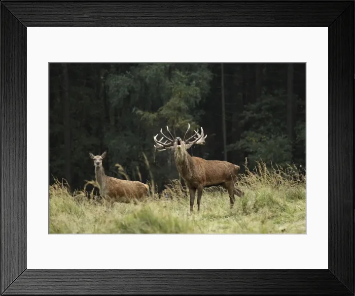 Framed Print : Red Deer - herd in rut - buck belling - Saxonia - Germany Framed Print : Red Deer - herd in rut - buck belling - Saxonia - Germany
