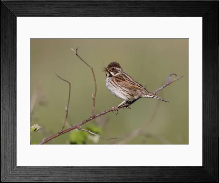 Framed Print : Reed Bunting - female - approaching nest carrying a crane fly and grubs in mouth for the chicks - Bowesfield Nature Reserve - Cleveland - UK Framed Print : Reed Bunting - female - approaching nest carrying a crane fly and grubs in mouth for the chicks - Bowesfield Nature Reserve - Cleveland - UK