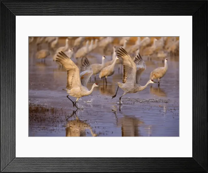 Framed Print : Sandhill Crane - taking flight over the water - Bosque del Apache National Wildlife Reserve - Rio Grande Valley - New Mexico - USA Framed Print : Sandhill Crane - taking flight over the water - Bosque del Apache National Wildlife Reserve - Rio Grande Valley - New Mexico - USA