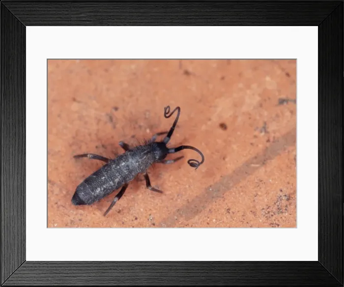 Framed Print : Spingtail - defence reaction, UK Framed Print : Spingtail - defence reaction, UK