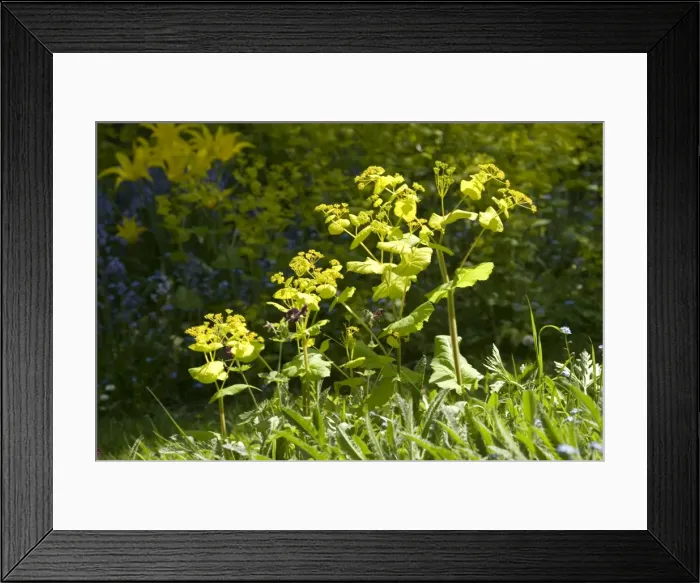Framed Print : Smyrnium perfoliatum - In garden UK Framed Print : Smyrnium perfoliatum - In garden UK