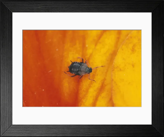 Framed Print : Black Bean Aphid - UK Framed Print : Black Bean Aphid - UK