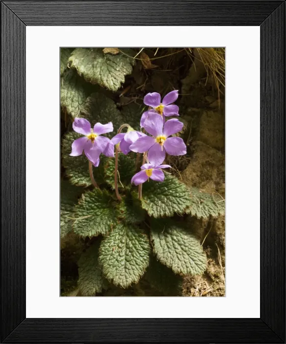 Framed Print : Ramonda (Ramonda myconi (= Ramonda pyrenaica)) in Pyrenean woodland. Relict of pre ice-age flora in Europe. Spain
