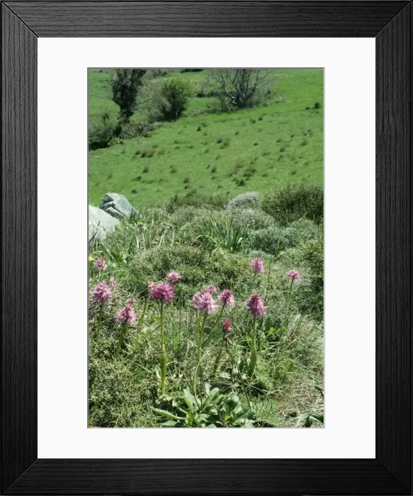 Framed Print : Crete at 700m - Gious Kambos. © Bob Gibbons / ARDEA LONDON Framed Print : Crete at 700m - Gious Kambos. © Bob Gibbons / ARDEA LONDON