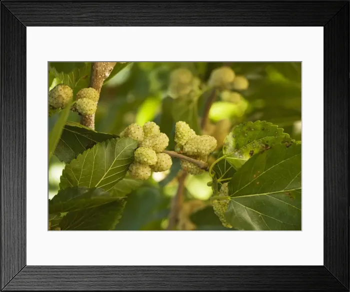 Framed Print : White Mulberry Morus alba with ripe berries. Food of silkworm moths. Greece Framed Print : White Mulberry Morus alba with ripe berries. Food of silkworm moths. Greece
