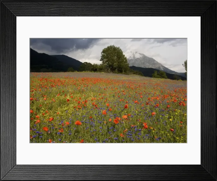 Framed Print : Poppies (Papaver rhoeas) and cornflowers (Centaurea cyanus) in a mountain cornfield, edge of Ecrins National Park, France Framed Print : Poppies (Papaver rhoeas) and cornflowers (Centaurea cyanus) in a mountain cornfield, edge of Ecrins National Park, France