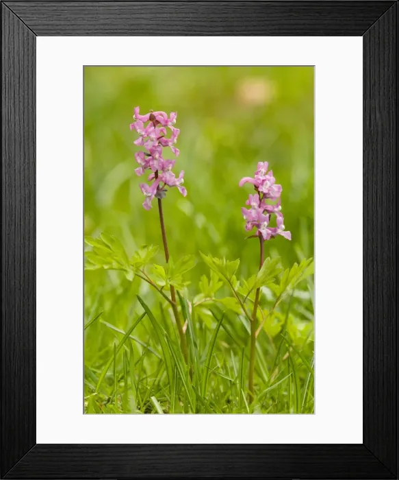 Framed Print : A corydalis (Corydalis intermedia) in flower, Julian Alps Framed Print : A corydalis (Corydalis intermedia) in flower, Julian Alps