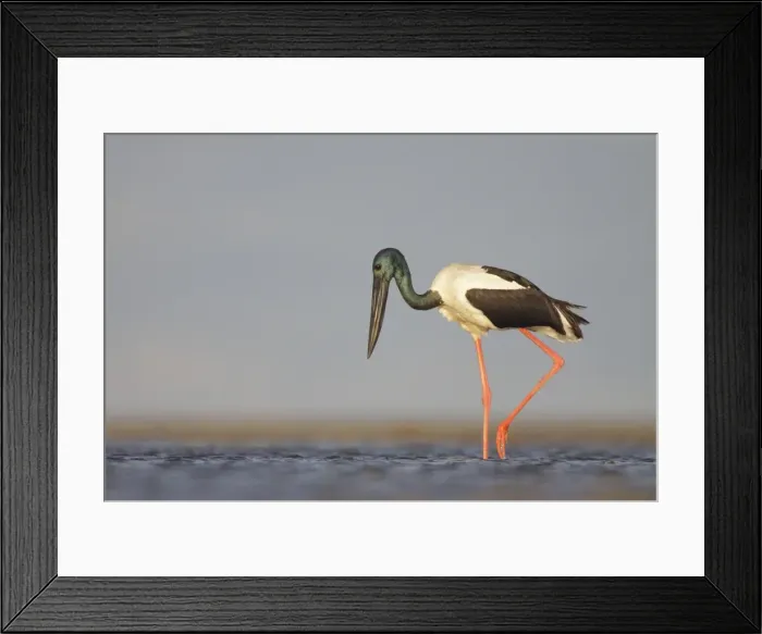 Framed Print : Black-Necked Stork  /  Jabiru  /  Korrorook  /  Monti - male wading in shallow seawater over tidal mudflats - Queensland - Australia