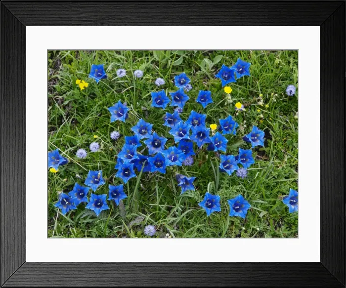 Framed Print : Gentian flower - Mercantour NP - France Framed Print : Gentian flower - Mercantour NP - France