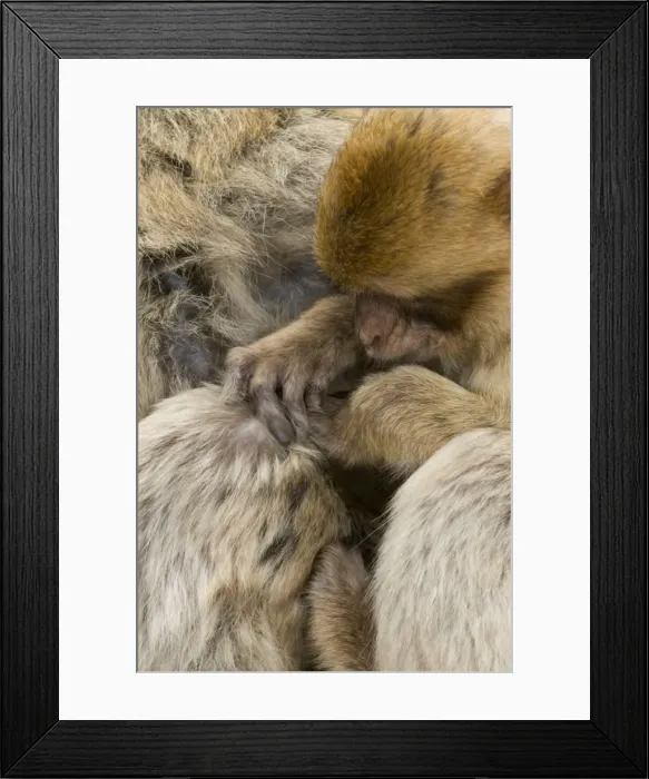 Framed Print : Barbary Macaque / Ape - grooming - Gibraltar - Europe Framed Print : Barbary Macaque / Ape - grooming - Gibraltar - Europe