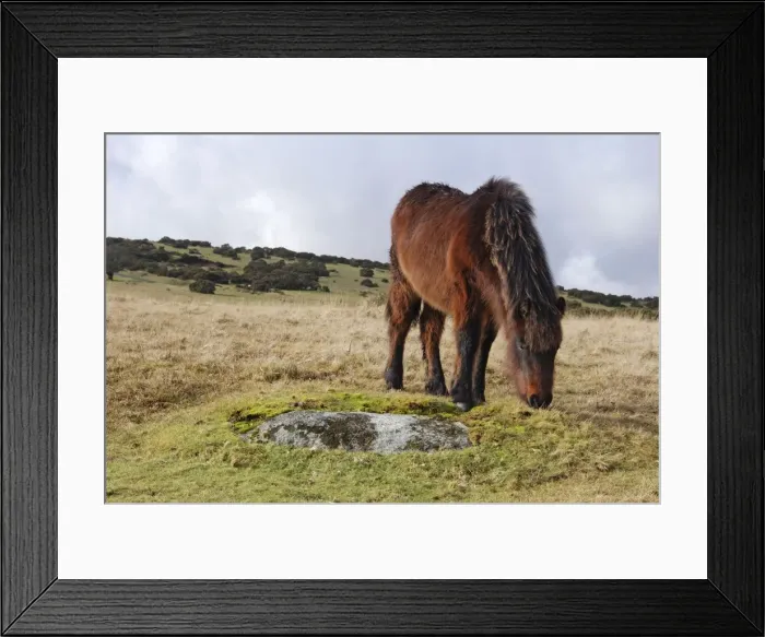 Framed Print : Dartmoor Pony in winter coat eating the last of the overgrazed winter grass Framed Print : Dartmoor Pony in winter coat eating the last of the overgrazed winter grass