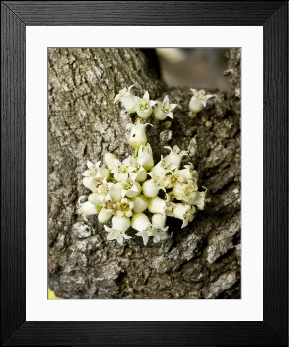 Framed Print : Anchor plant or crucifixion thorn, Colletia paradoxa with flowers and spines; Rhamnaceae; from Brazil and Uruguay Framed Print : Anchor plant or crucifixion thorn, Colletia paradoxa with flowers and spines; Rhamnaceae; from Brazil and Uruguay