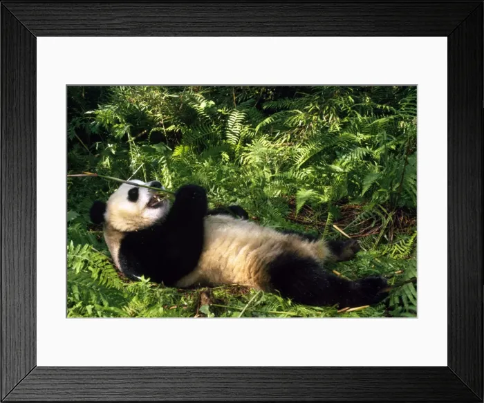Framed Print : Giant Panda - Wildlife Nature Reserve - China Framed Print : Giant Panda - Wildlife Nature Reserve - China