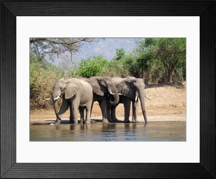 Framed Print : African Elephants - drinking - Zambesi River - Lower Zambesi National Park Framed Print : African Elephants - drinking - Zambesi River - Lower Zambesi National Park